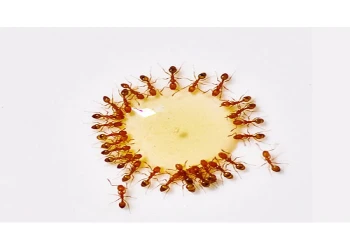 Tinh trùng bị kiến bâu là dấu hiệu của bệnh gì & Có nguy hiểm không?